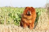 CHOW CHOW 276